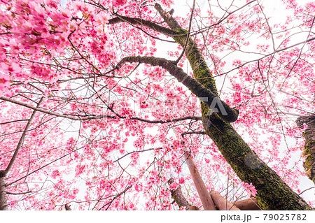 京都市左京区長徳寺のおかめ桜を撮影 79025782