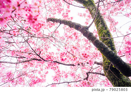 京都市左京区長徳寺のおかめ桜を撮影 京都市左京区長徳寺のおかめ桜を撮影 79025803
