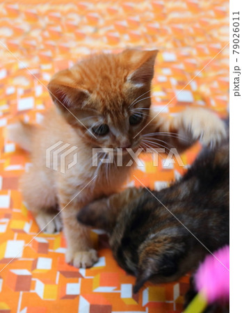 子猫 子猫 79026011