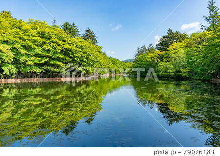軽井沢 新緑の雲場池 リフレクション 軽井沢 新緑の雲場池 リフレクション 79026183