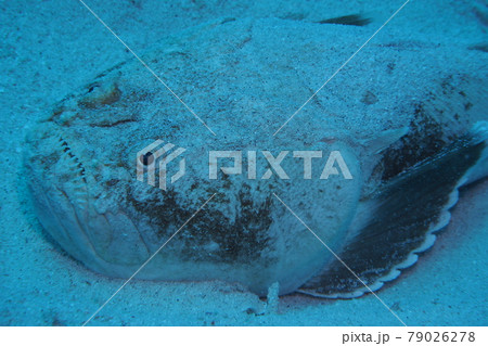 メガネウオ 沖縄の海 メガネウオ 沖縄の海 79026278