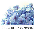 雨粒のついたアジサイの花　梅雨の花 79026540