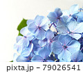 雨粒のついたアジサイの花　梅雨の花 79026541