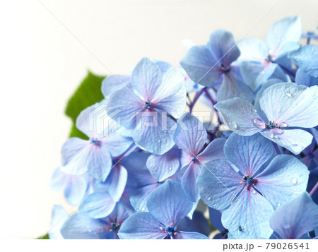 雨粒のついたアジサイの花 梅雨の花 雨粒のついたアジサイの花 梅雨の花 79026541