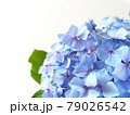 雨粒のついたアジサイの花　梅雨の花 79026542