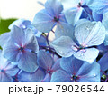雨粒のついたアジサイの花　梅雨の花 79026544
