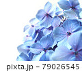 雨粒のついたアジサイの花　梅雨の花 79026545