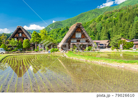 《岐阜県》白川郷合掌造り集落・田植えシーズン 79026610