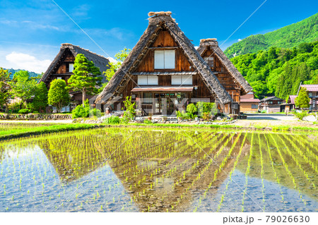《岐阜県》白川郷合掌造り集落・田植えシーズン 79026630