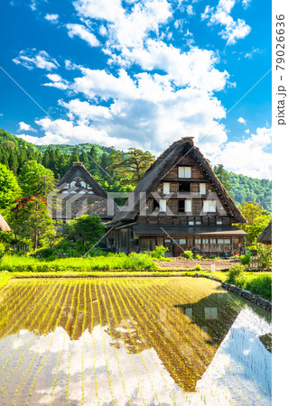 《岐阜県》白川郷合掌造り集落・田植えシーズン 《岐阜県》白川郷合掌造り集落・田植えシーズン 79026636