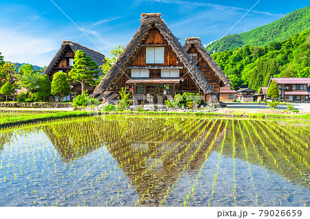 《岐阜県》白川郷合掌造り集落・田植えシーズン 79026659