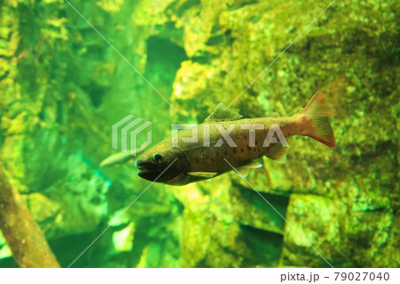 水中を優雅に泳ぐ魚のマス 水中を優雅に泳ぐ魚のマス 79027040