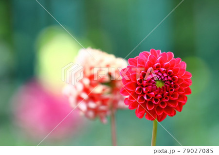 色鮮やかな大輪 79027085
