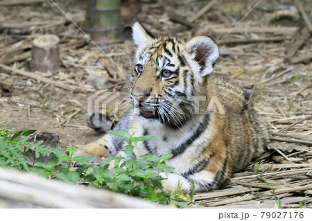 アムールトラの赤ちゃん 79027176