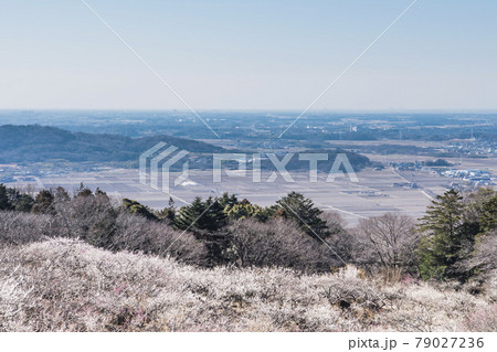 筑波山 梅林 筑波山 梅林 79027236