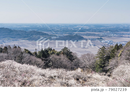 筑波山 梅林 筑波山 梅林 79027239