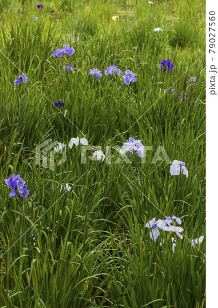 ハナショウブ 初夏の薬師池公園 東京町田市 ハナショウブ 初夏の薬師池公園 東京町田市 79027560