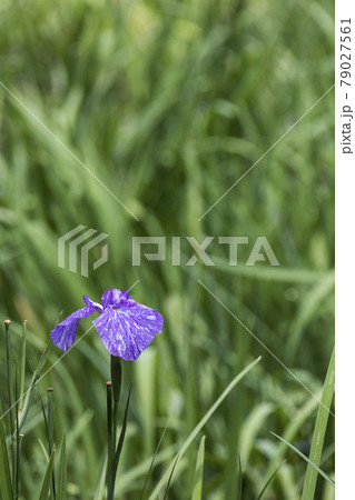 ハナショウブ 初夏の薬師池公園 東京町田市 ハナショウブ 初夏の薬師池公園 東京町田市 79027561