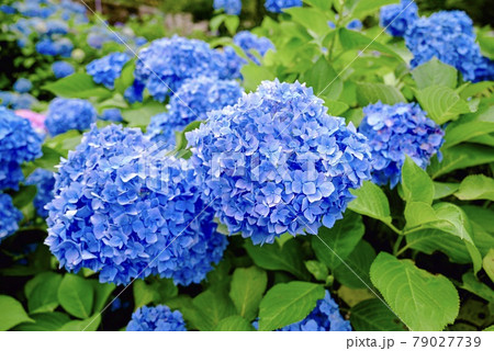 青い紫陽花 79027739