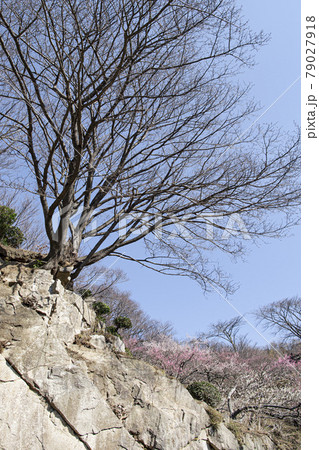 筑波山 梅林 筑波山 梅林 79027918