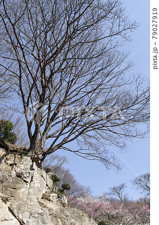 筑波山　梅林 79027919