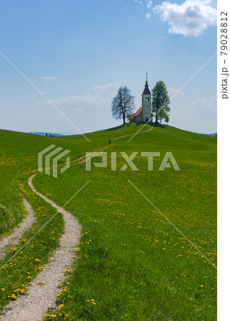 Slovenian countryside in spring with charming little church on a hill and blooming dandelions and daffodils wildflowers. Sunny spring morning in Slovenia. 79028812