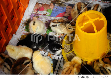 SERDANG, MALAYSIA -DECEMBER 03, 2016: Poultry chicks gather in one place and provide food and light to keep warm. SERDANG, MALAYSIA -DECEMBER 03, 2016: Poultry chicks gather in one place and provide food and light to keep warm. 79028922