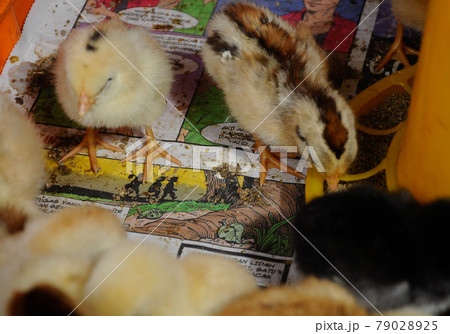 SERDANG, MALAYSIA -DECEMBER 03, 2016: Poultry chicks gather in one place and provide food and light to keep warm. 79028925