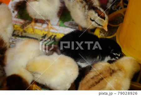 SERDANG, MALAYSIA -DECEMBER 03, 2016: Poultry chicks gather in one place and provide food and light to keep warm. 79028926