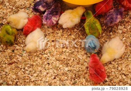 SERDANG, MALAYSIA -DECEMBER 03, 2016: Poultry chicks gather in one place and provide food and light to keep warm. SERDANG, MALAYSIA -DECEMBER 03, 2016: Poultry chicks gather in one place and provide food and light to keep warm. 79028928