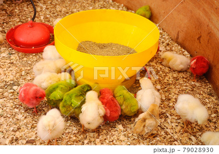 SERDANG, MALAYSIA -DECEMBER 03, 2016: Poultry chicks gather in one place and provide food and light to keep warm. 79028930