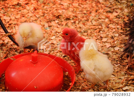 SERDANG, MALAYSIA -DECEMBER 03, 2016: Poultry chicks gather in one place and provide food and light to keep warm. 79028932