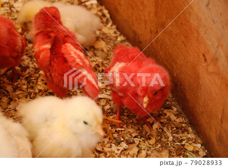 SERDANG, MALAYSIA -DECEMBER 03, 2016: Poultry chicks gather in one place and provide food and light to keep warm. SERDANG, MALAYSIA -DECEMBER 03, 2016: Poultry chicks gather in one place and provide food and light to keep warm. 79028933