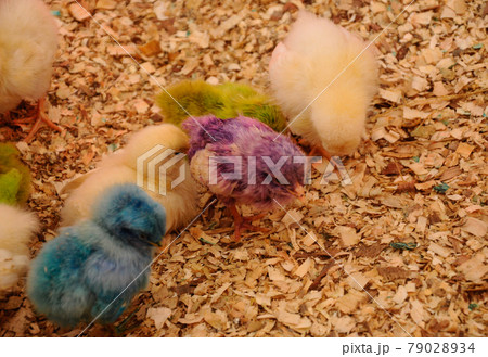 SERDANG, MALAYSIA -DECEMBER 03, 2016: Poultry chicks gather in one place and provide food and light to keep warm. SERDANG, MALAYSIA -DECEMBER 03, 2016: Poultry chicks gather in one place and provide food and light to keep warm. 79028934