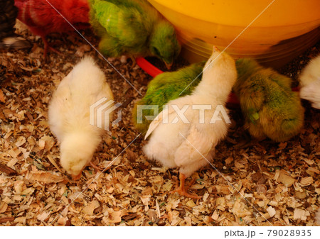 SERDANG, MALAYSIA -DECEMBER 03, 2016: Poultry chicks gather in one place and provide food and light to keep warm. 79028935