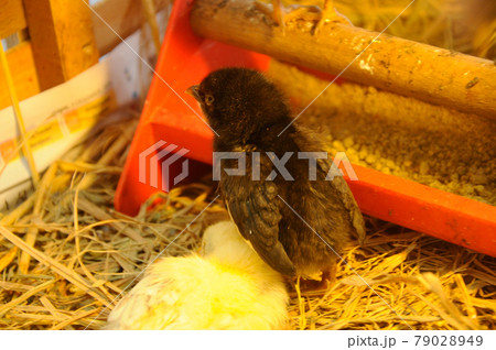 SERDANG, MALAYSIA -DECEMBER 03, 2016: Poultry chicks gather in one place and provide food and light to keep warm. 79028949