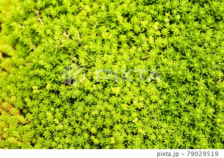 緑色した可愛いプチプチセダムの絨毯 緑色した可愛いプチプチセダムの絨毯 79029519