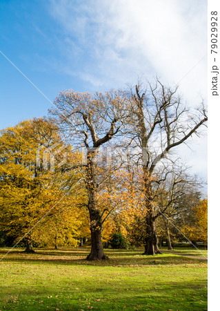 明るい青空の下広々とした芝生の上に散らばる落ち葉と紅葉した木々 ロンドン郊外の公園にて 明るい青空の下広々とした芝生の上に散らばる落ち葉と紅葉した木々 ロンドン郊外の公園にて 79029928