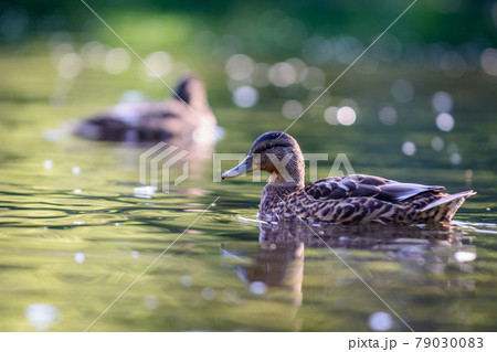 The mallard or wild duck 79030083