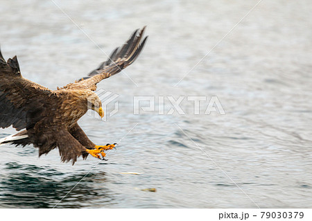 狩りの瞬間 狩りの瞬間 79030379
