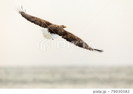 オジロワシの後ろ姿 79030382