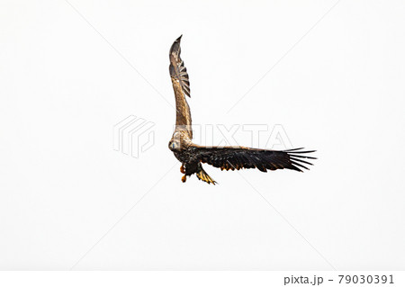 急展開するオジロワシ 79030391