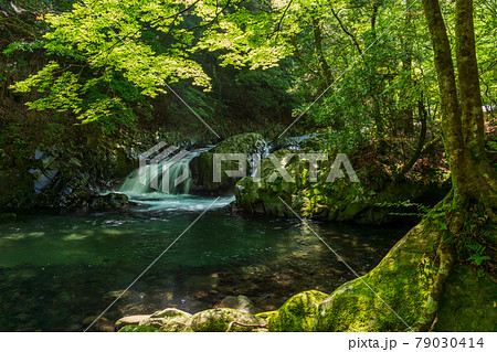 【静岡県】新緑の伊豆滑沢渓谷 【静岡県】新緑の伊豆滑沢渓谷 79030414