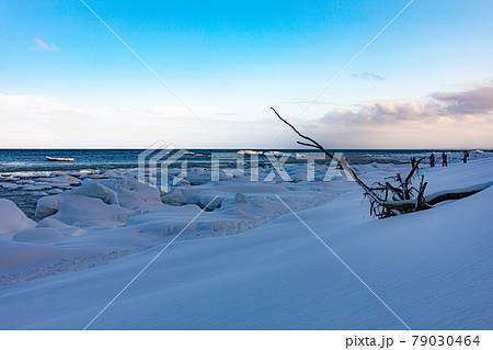 冬の海と残された木 冬の海と残された木 79030464
