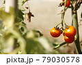 夕方のプチトマト 79030578