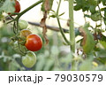 成長途中のプチトマト 79030579