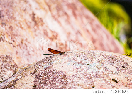 渓流のミヤマカワトンボ 79030622