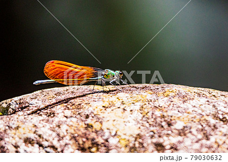 渓流のミヤマカワトンボ 79030632