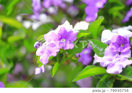 紫から白に色が変化するバンマツリ(ニオイバンマツリ) 紫から白に色が変化するバンマツリ(ニオイバンマツリ) 79030756