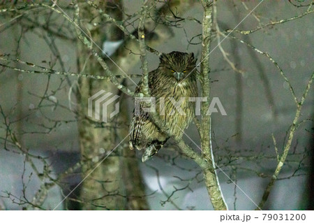 カメラ目線のシマフクロウ 79031200